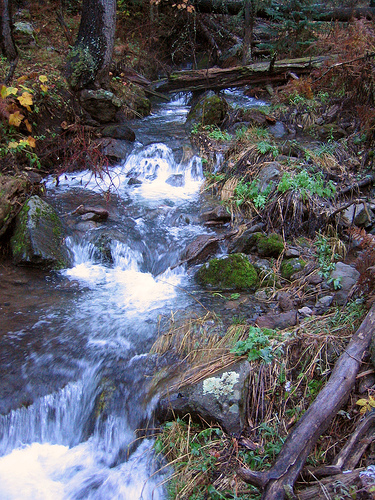 A beautiful flowing stream in the Blue Range Primitive Area.
